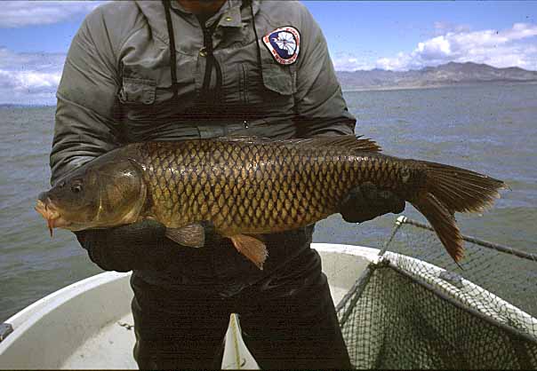 common carp. The common carp is the